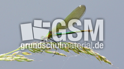 Gebänderte Prachtlibelle - Weibchen (5).jpg